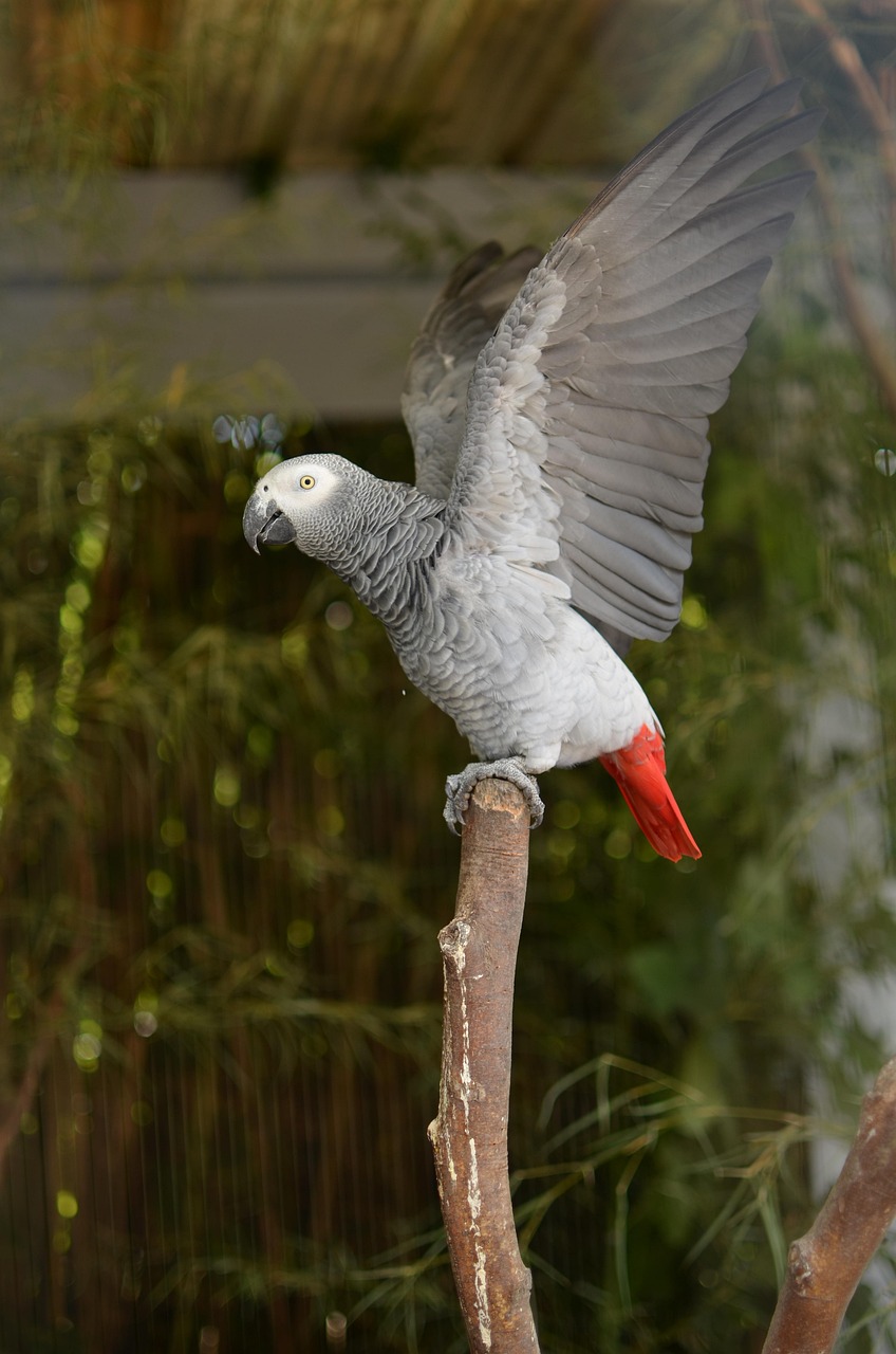 How can I contact customer support?
Reach us via email at support@exoticafricangrey.uk or through the contact form on our website. We aim to respond within 24 hours.