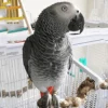 Female Congo African Grey parrot