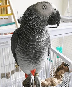 Female Congo African Grey parrot