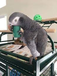 Jane- Female African Grey Parrot