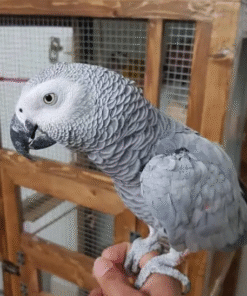 Male Congo African Grey parrot