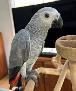 Max-Male Congo African Grey parrot