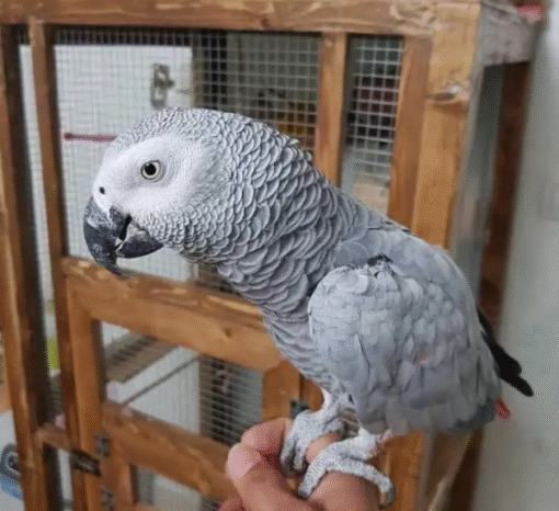Male Congo African Grey parrot