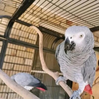 FeartherAfrican Grey Parrot UK, hand-reared Congo Grey for sale