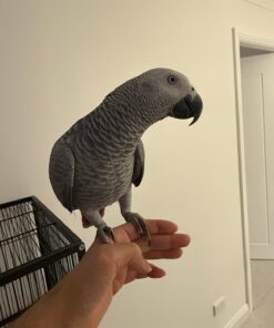 Lulu-African grey Parrots