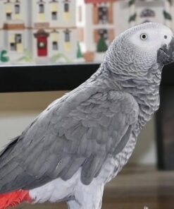 Sunshine-African grey parrots
