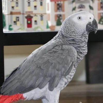 Sunshine-African grey parrots
