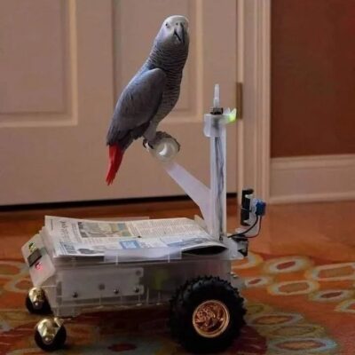 Emma African Grey Parrot UK, hand-reared Congo Grey for sale