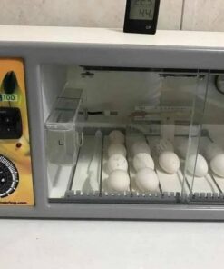 Eggs- African Grey parrots