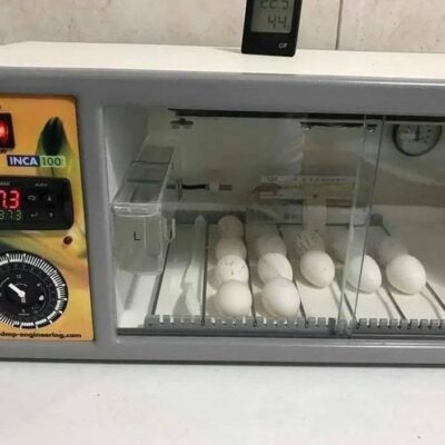 Fertile African Grey parrot eggs UK, hatching Congo Grey eggs