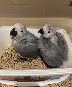 Charlie And Lulu- African Grey Parrots