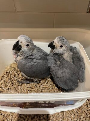 Charlie Lulu paired African Grey parrots UK, bonded Congo Greys