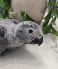 Lewis- African Grey Parrots