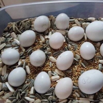 Eggs of African Grey Parrots