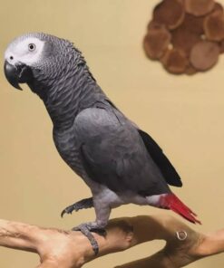 Rainbow- African Grey Parrots