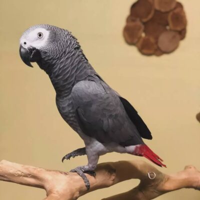 Rainbow- African Grey Parrots