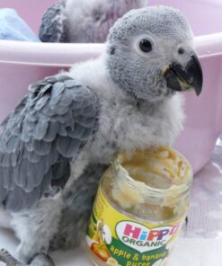 Angel- African Grey Parrots