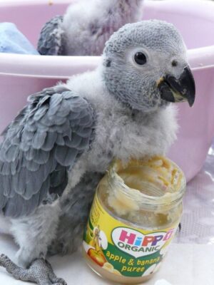 Angel - Congo African Grey Parrot for Sale UK